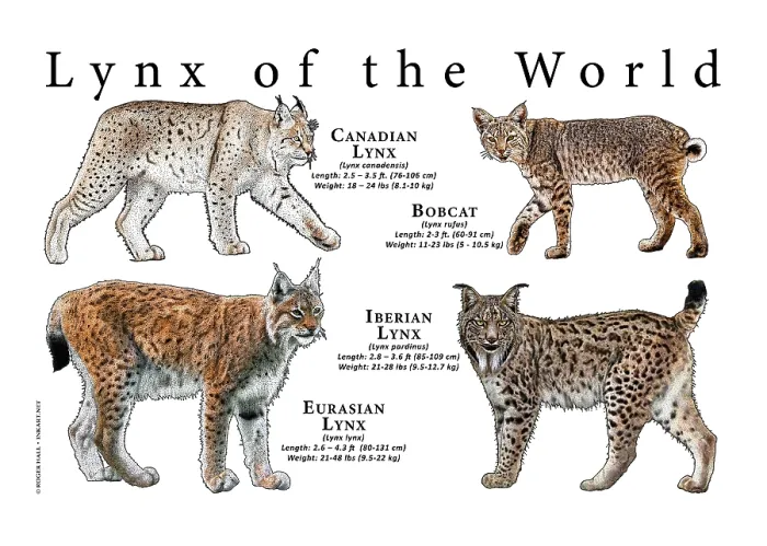 Framed Print : Lynx of the World Framed Print : Lynx of the World