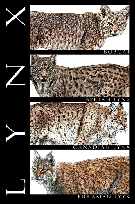 Framed Print : Lynxes, Poster Framed Print : Lynxes, Poster