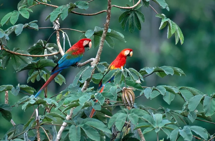 Framed Print : Two Macaws Framed Print : Two Macaws