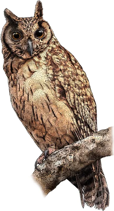 Framed Print : Madagascar long eared owl Framed Print : Madagascar long eared owl