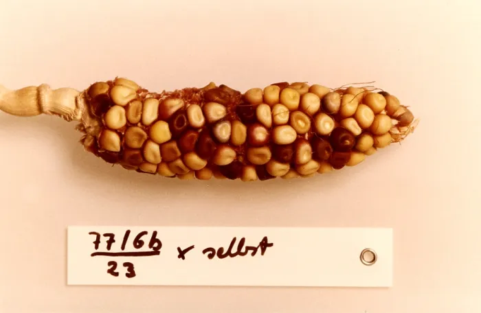 Framed Print : Maize Genetics Research by Barbara McClintock Framed Print : Maize Genetics Research by Barbara McClintock