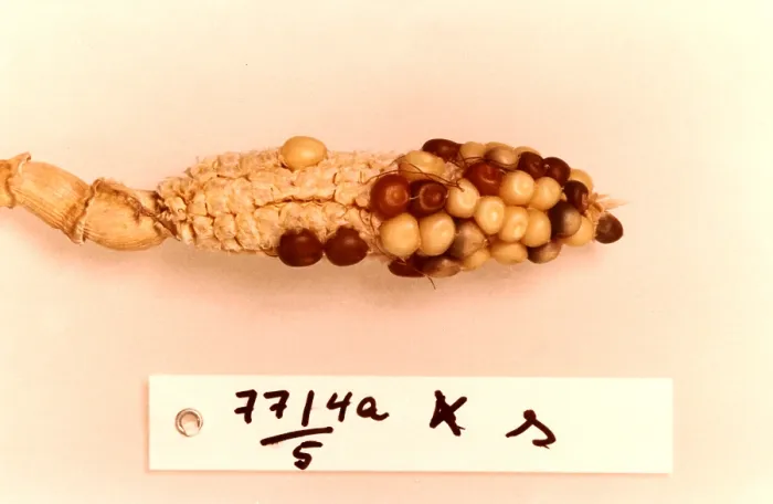 Framed Print : Maize Genetics Research by Barbara McClintock