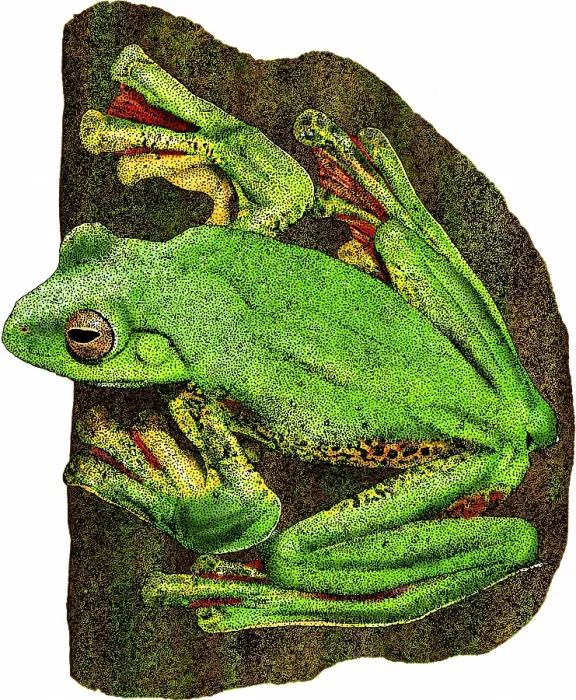 Framed Print : Malabar Gliding Frog Framed Print : Malabar Gliding Frog