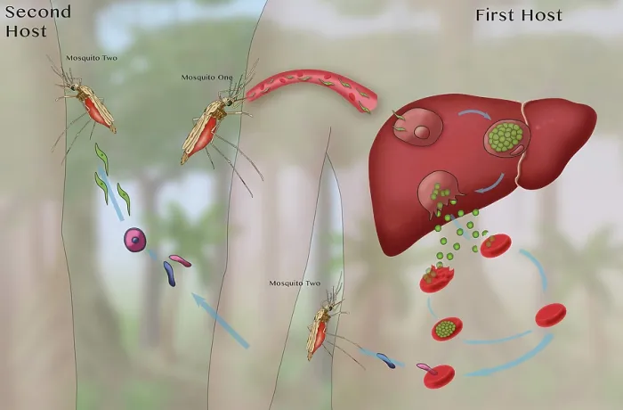 Framed Print : Malaria Cycle, Mosquitoes and Liver, Illustration Framed Print : Malaria Cycle, Mosquitoes and Liver, Illustration