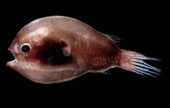 Framed Print : Male Anglerfish Framed Print : Male Anglerfish