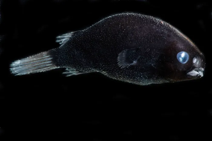 Framed Print : Male Anglerfish, Himantilophidae Framed Print : Male Anglerfish, Himantilophidae