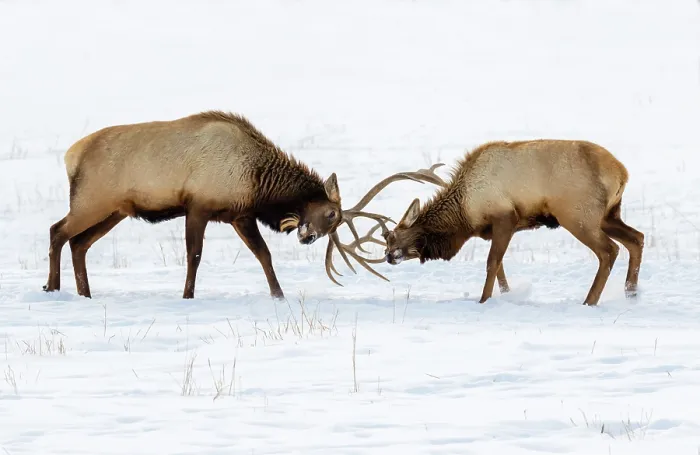 Framed Print : Male Elk (Cervus canadensis) Fighting Framed Print : Male Elk (Cervus canadensis) Fighting