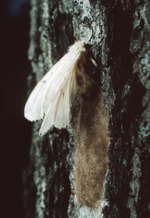 Framed Print : Male & Female Gypsy Moths Framed Print : Male & Female Gypsy Moths