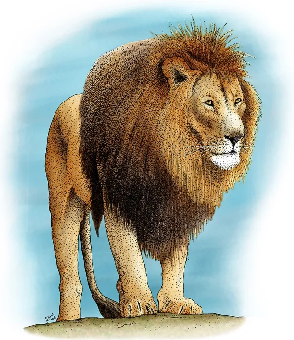 Framed Print : Lion. Male Lion, (Panthera leo)