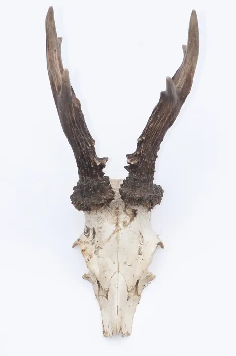 Framed Print : Male roe deer antlers Framed Print : Male roe deer antlers