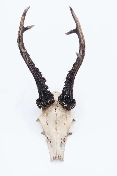 Framed Print : Male roe deer antlers Framed Print : Male roe deer antlers