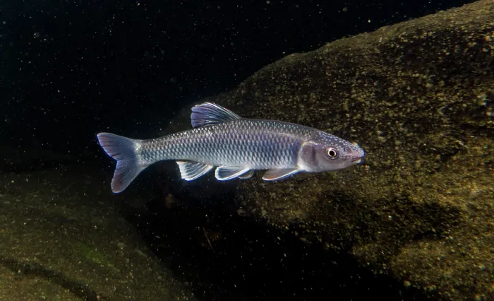 Framed Print : Male Whitetail Shiner (Cyprinella galactura) Framed Print : Male Whitetail Shiner (Cyprinella galactura)