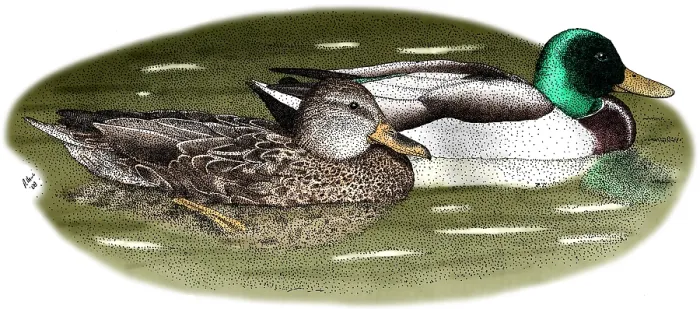 Framed Print : Mallard Duck Pair Framed Print : Mallard Duck Pair