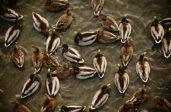 Framed Print : Mallard Ducks