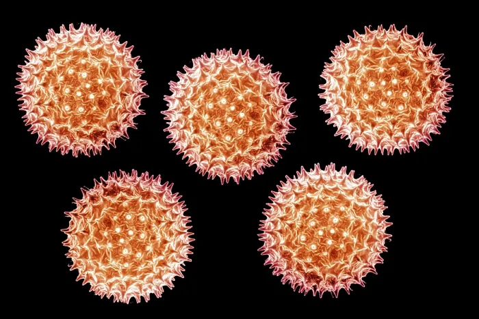 Framed Print : Mallow Pollen Grain Framed Print : Mallow Pollen Grain