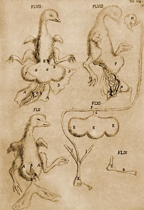 Framed Print : Malpighi's Chicken Drawings