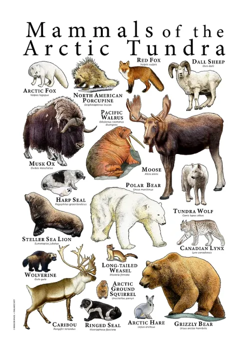 Framed Print : Mammals of the Arctic Tundra Framed Print : Mammals of the Arctic Tundra