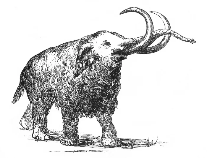 Framed Print : Mammoth, Cenozoic Mammal Framed Print : Mammoth, Cenozoic Mammal