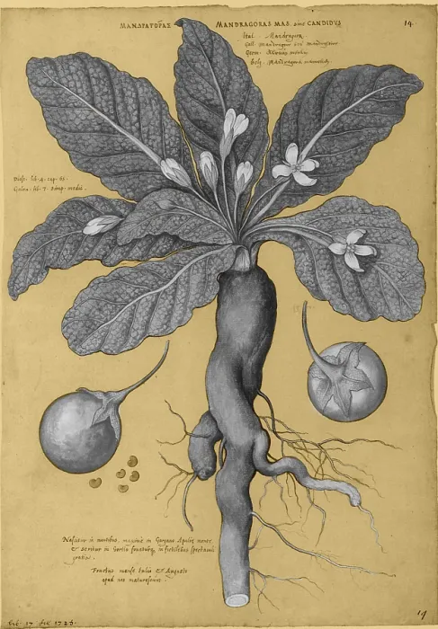 Framed Print : Mandrake Root, Alchemy Plant Framed Print : Mandrake Root, Alchemy Plant