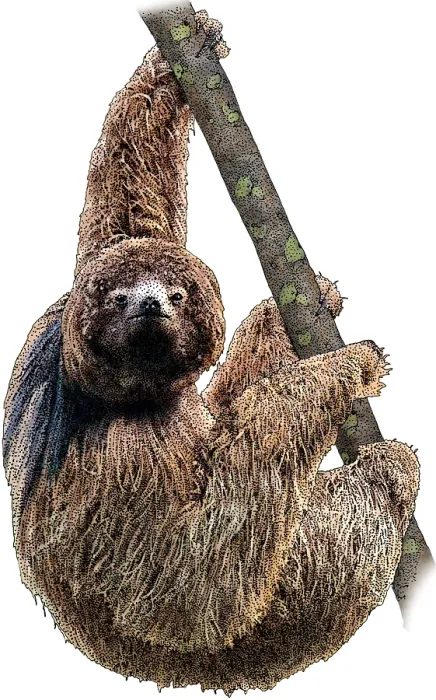 Framed Print : Maned Sloth Framed Print : Maned Sloth
