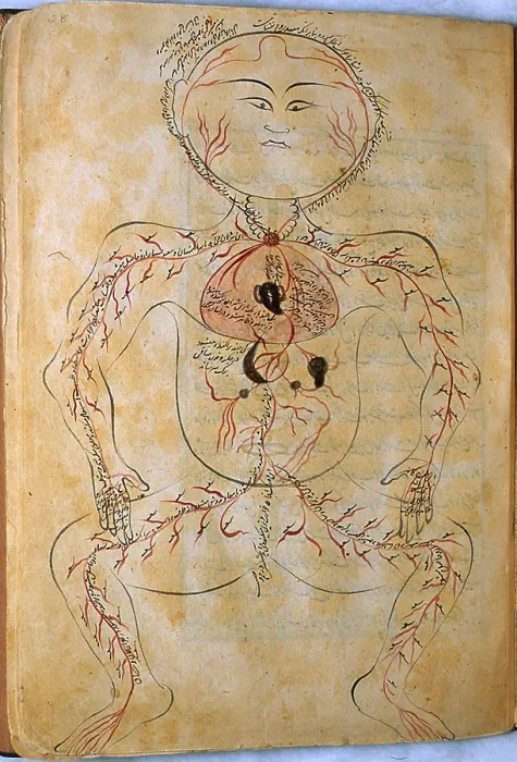 Framed Print : Mansur's Anatomy, Arterial System, 15th Century Framed Print : Mansur's Anatomy, Arterial System, 15th Century