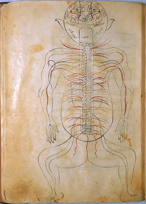 Framed Print : Mansur's Anatomy, Nervous System, 15th Century Framed Print : Mansur's Anatomy, Nervous System, 15th Century