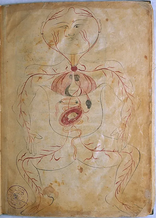 Framed Print : Mansur's Anatomy, Pregnant Woman, 15th Century Framed Print : Mansur's Anatomy, Pregnant Woman, 15th Century
