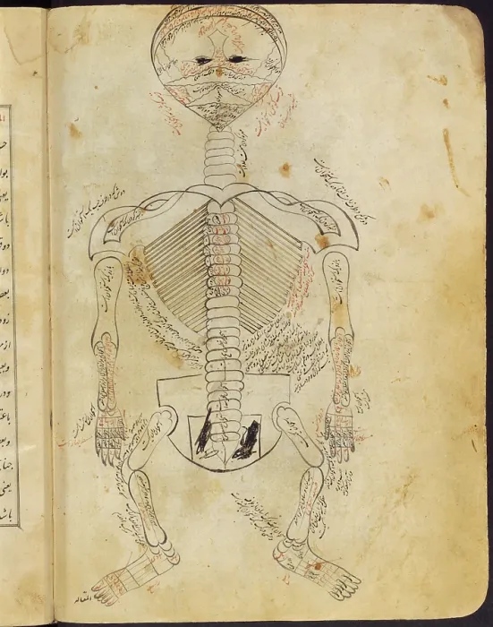 Framed Print : Mansur's Anatomy, Skeletal System, 15th Century Framed Print : Mansur's Anatomy, Skeletal System, 15th Century