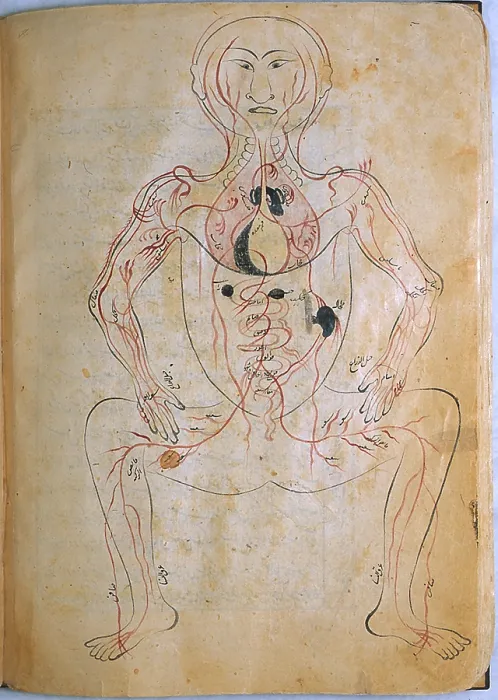 Framed Print : Mansur's Anatomy, Venous System, 15th Century Framed Print : Mansur's Anatomy, Venous System, 15th Century
