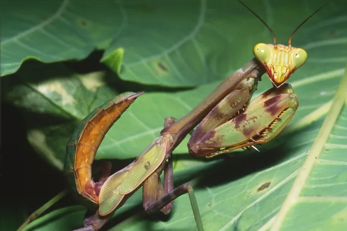 Framed Print : Mantid instar