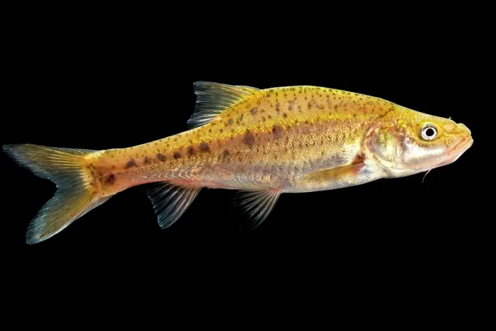 Framed Print : Many-spotted Golden Line Barbel (Sinocyclecheilus multipunctatus)