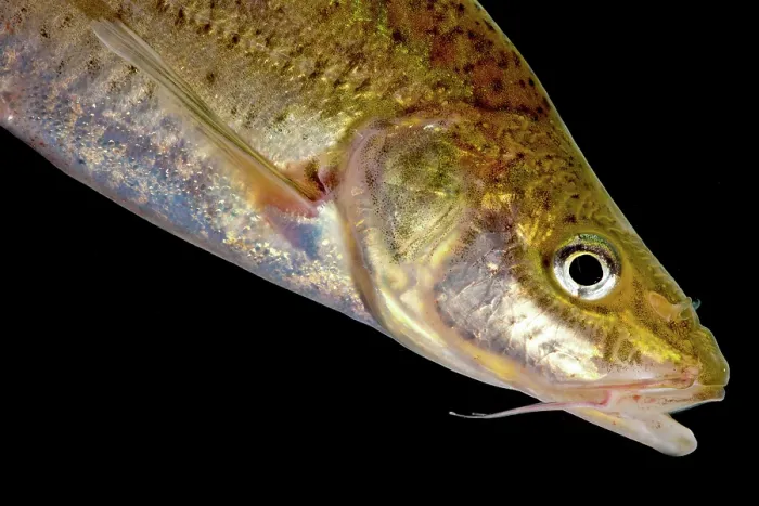 Framed Print : Many-spotted Golden Line Barbel (Sinocyclecheilus multipunctatus) Framed Print : Many-spotted Golden Line Barbel (Sinocyclecheilus multipunctatus)