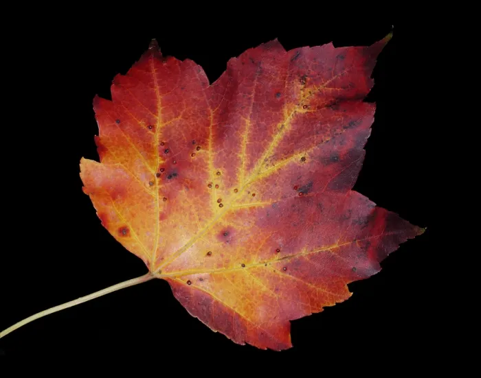 Framed Print : Maple Leaf Framed Print : Maple Leaf