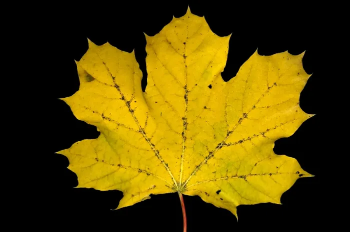 Framed Print : Maple Leaf Framed Print : Maple Leaf