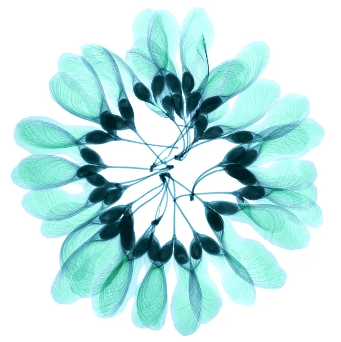 Framed Print : Maple Seeds, X-ray Framed Print : Maple Seeds, X-ray