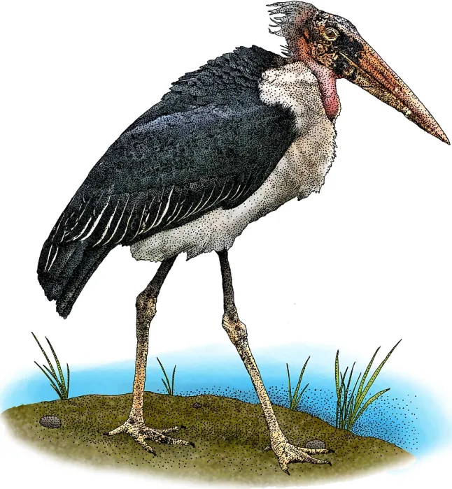 Framed Print : Marabou Stork
