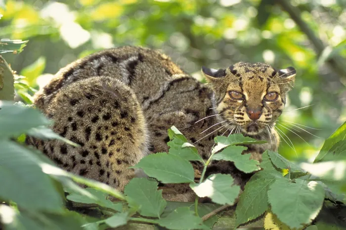 Framed Print : Marbled cat Framed Print : Marbled cat