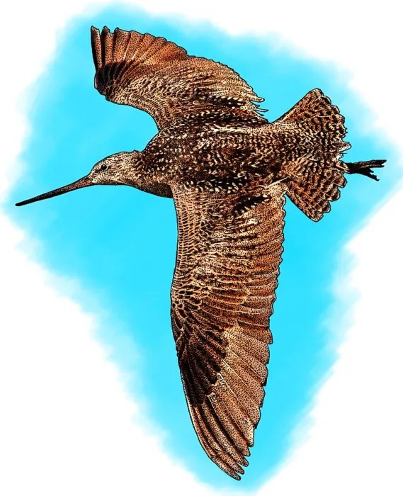 Framed Print : Marbled godwit Framed Print : Marbled godwit