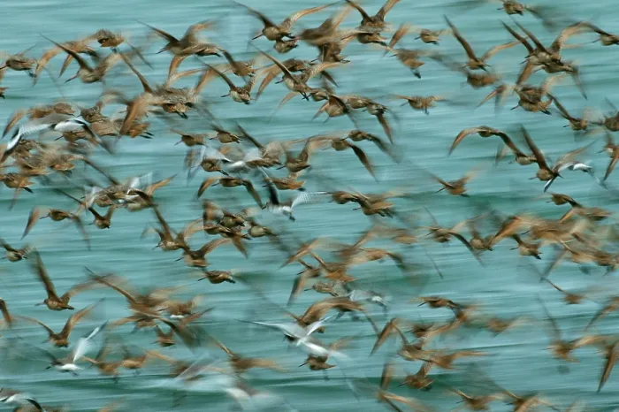 Framed Print : Marbled Godwits and Willets