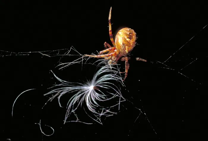 Framed Print : Marbled Orb-Weaver Spider Framed Print : Marbled Orb-Weaver Spider