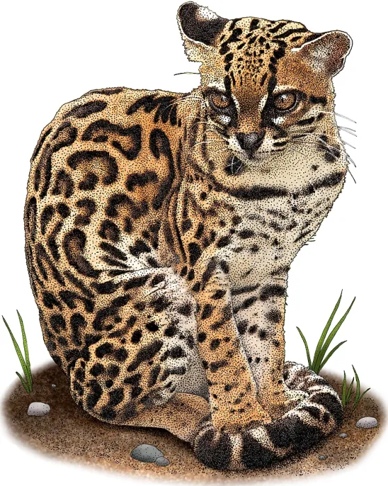 Framed Print : Margay, Leopardus wiedii, Illustration