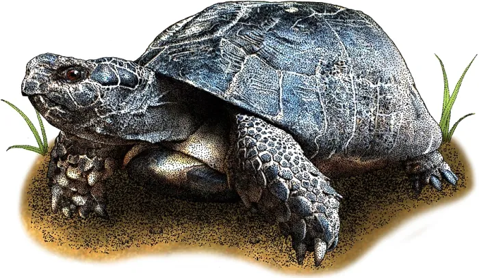 Framed Print : Marginated tortoise Framed Print : Marginated tortoise