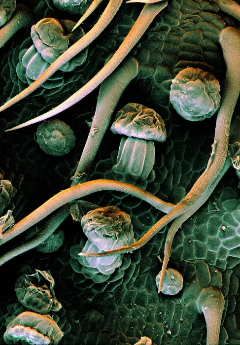 Framed Print : Marijuana, Cannabis sativa, under a microscope (SEM) Framed Print : Marijuana, Cannabis sativa, under a microscope (SEM)