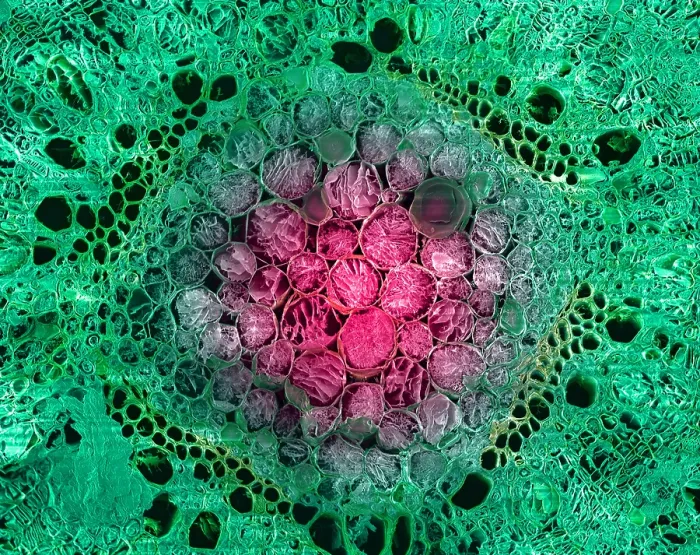 Framed Print : Marijuana, Cannabis sativa, scanning electron micrograph Framed Print : Marijuana, Cannabis sativa, scanning electron micrograph
