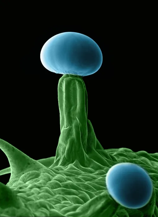 Framed Print : Marijuana, Cannabis sativa, scanning electron micrograph Framed Print : Marijuana, Cannabis sativa, scanning electron micrograph