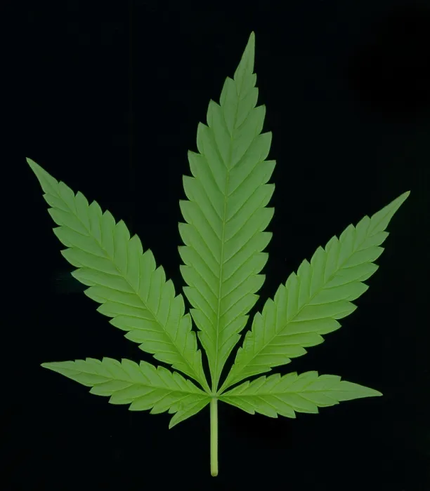 Framed Print : Marijuana Leaf, Cannabis sativa Framed Print : Marijuana Leaf, Cannabis sativa