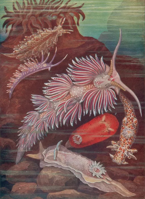 Framed Print : Marine Invertebrates, Sea Slugs Framed Print : Marine Invertebrates, Sea Slugs