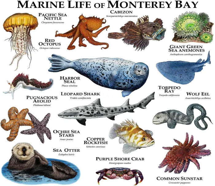 Framed Print : Marine Life of Monterey Bay Framed Print : Marine Life of Monterey Bay