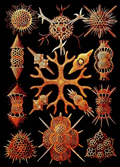 Framed Print : Marine plankton Framed Print : Marine plankton