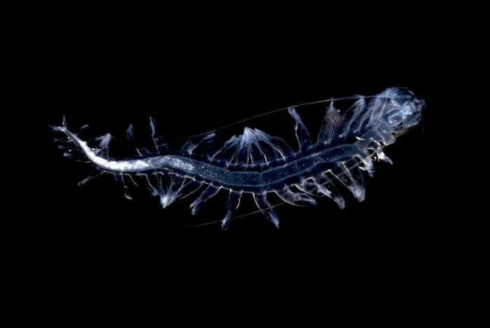 Framed Print : Marine worm Framed Print : Marine worm